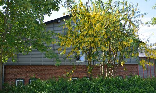 Gebäude mit Holzfassade hinter Bäumen